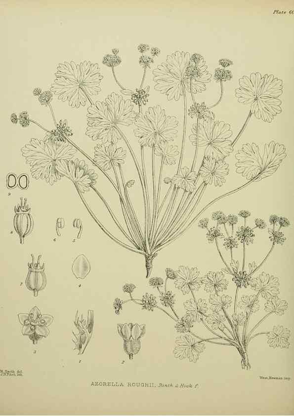 Reproducción/Reproduction 23838489572: Illustrations of the New Zealand flora /. Wellington :John Mackay, Govt. Printer,1914.