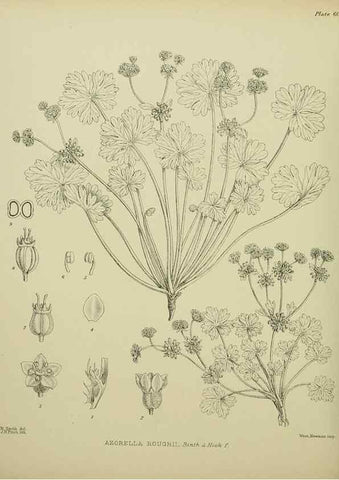 Reproducción/Reproduction 23838489572: Illustrations of the New Zealand flora /. Wellington :John Mackay, Govt. Printer,1914.