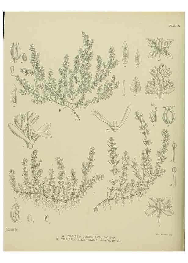 Reproducción/Reproduction 23946676645: Illustrations of the New Zealand flora /. Wellington :John Mackay, Govt. Printer,1914.