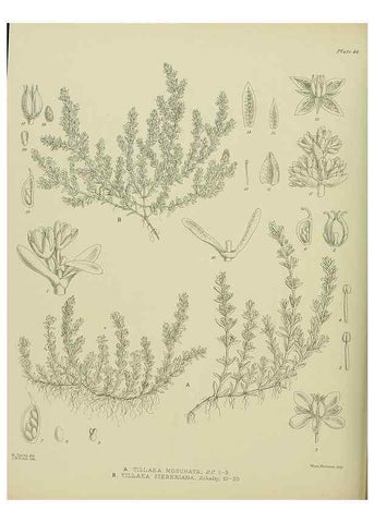 Reproducción/Reproduction 23946676645: Illustrations of the New Zealand flora /. Wellington :John Mackay, Govt. Printer,1914.