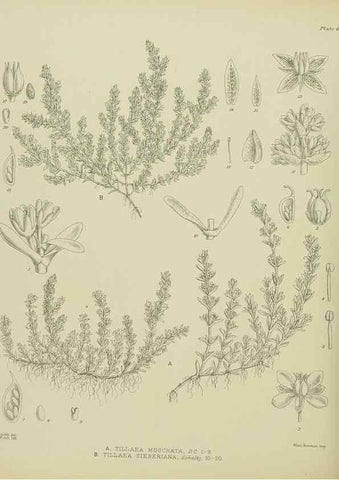 Reproducción/Reproduction 23946676645: Illustrations of the New Zealand flora /. Wellington :John Mackay, Govt. Printer,1914.