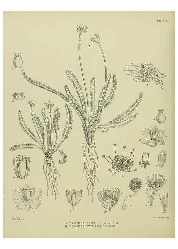 Reproducción/Reproduction 23864198881: Illustrations of the New Zealand flora /. Wellington :John Mackay, Govt. Printer,1914.