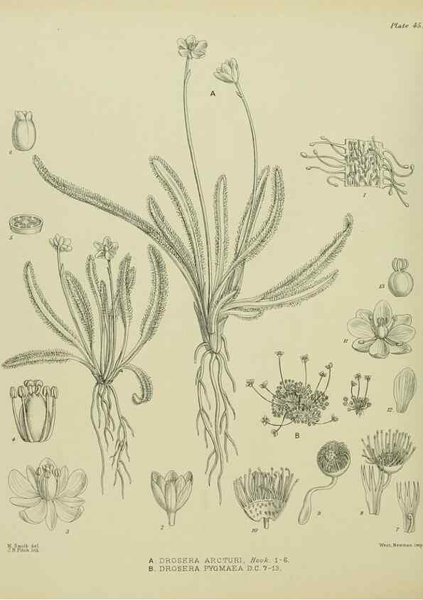 Reproducción/Reproduction 23864198881: Illustrations of the New Zealand flora /. Wellington :John Mackay, Govt. Printer,1914.