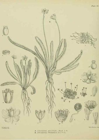 Reproducción/Reproduction 23864198881: Illustrations of the New Zealand flora /. Wellington :John Mackay, Govt. Printer,1914.