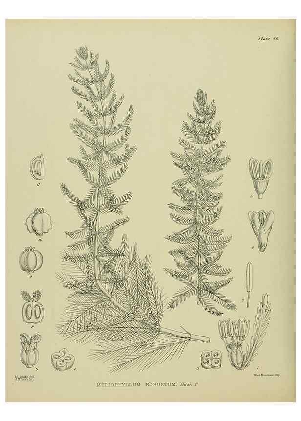 Reproducción/Reproduction 23319930043: Illustrations of the New Zealand flora /. Wellington :John Mackay, Govt. Printer,1914.