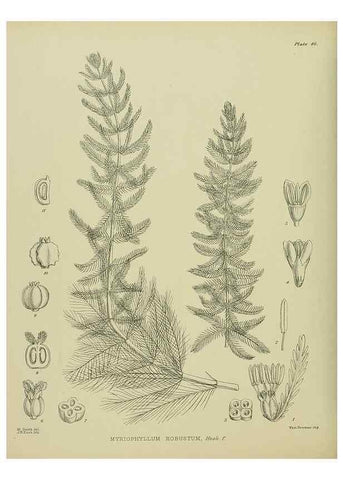 Reproducción/Reproduction 23319930043: Illustrations of the New Zealand flora /. Wellington :John Mackay, Govt. Printer,1914.