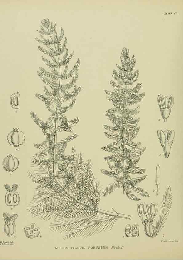Reproducción/Reproduction 23319930043: Illustrations of the New Zealand flora /. Wellington :John Mackay, Govt. Printer,1914.