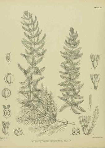 Reproducción/Reproduction 23319930043: Illustrations of the New Zealand flora /. Wellington :John Mackay, Govt. Printer,1914.
