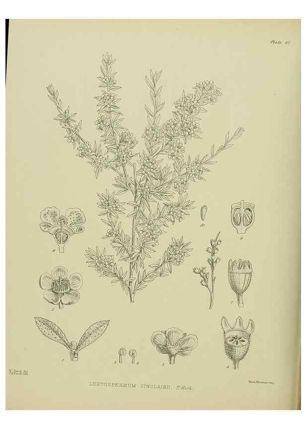 Reproducción/Reproduction 23838452032: Illustrations of the New Zealand flora /. Wellington :John Mackay, Govt. Printer,1914.