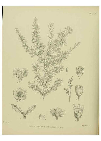Reproducción/Reproduction 23838452032: Illustrations of the New Zealand flora /. Wellington :John Mackay, Govt. Printer,1914.