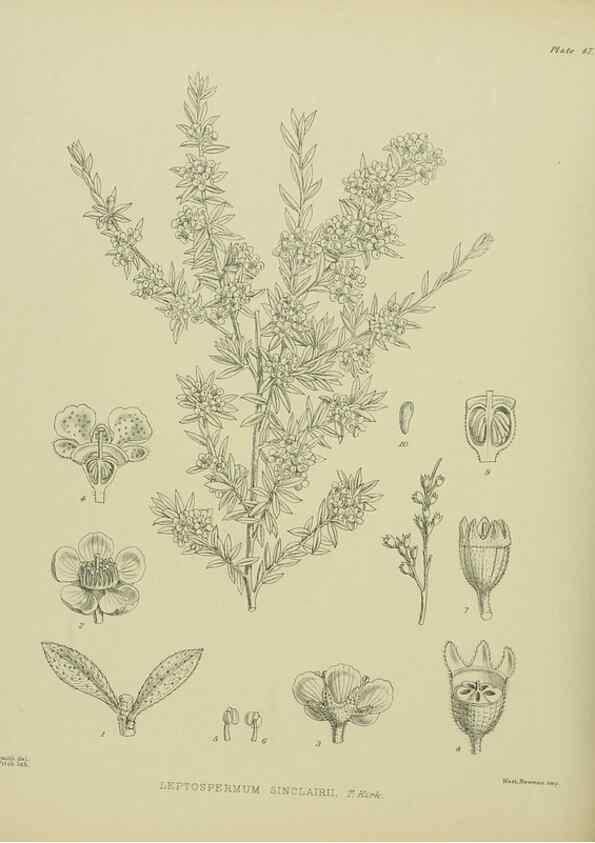 Reproducción/Reproduction 23838452032: Illustrations of the New Zealand flora /. Wellington :John Mackay, Govt. Printer,1914.