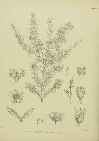 Reproducción/Reproduction 23838452032: Illustrations of the New Zealand flora /. Wellington :John Mackay, Govt. Printer,1914.