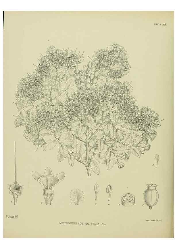 Reproducción/Reproduction 23651049430: Illustrations of the New Zealand flora /. Wellington :John Mackay, Govt. Printer,1914.