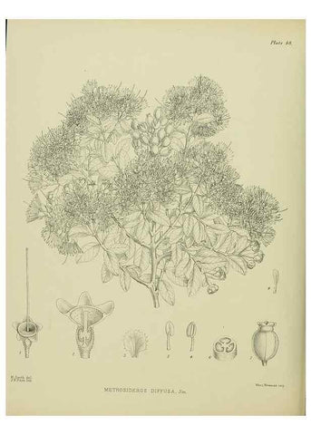 Reproducción/Reproduction 23651049430: Illustrations of the New Zealand flora /. Wellington :John Mackay, Govt. Printer,1914.