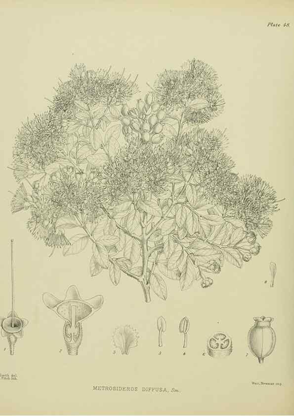 Reproducción/Reproduction 23651049430: Illustrations of the New Zealand flora /. Wellington :John Mackay, Govt. Printer,1914.