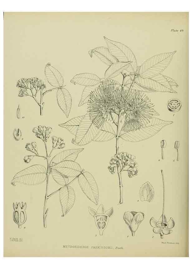 Reproducción/Reproduction 23838457682: Illustrations of the New Zealand flora /. Wellington :John Mackay, Govt. Printer,1914.