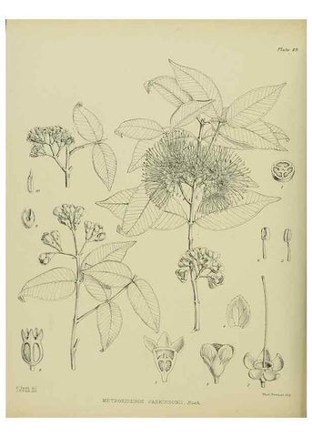 Reproducción/Reproduction 23838457682: Illustrations of the New Zealand flora /. Wellington :John Mackay, Govt. Printer,1914.