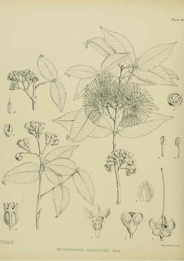 Reproducción/Reproduction 23838457682: Illustrations of the New Zealand flora /. Wellington :John Mackay, Govt. Printer,1914.