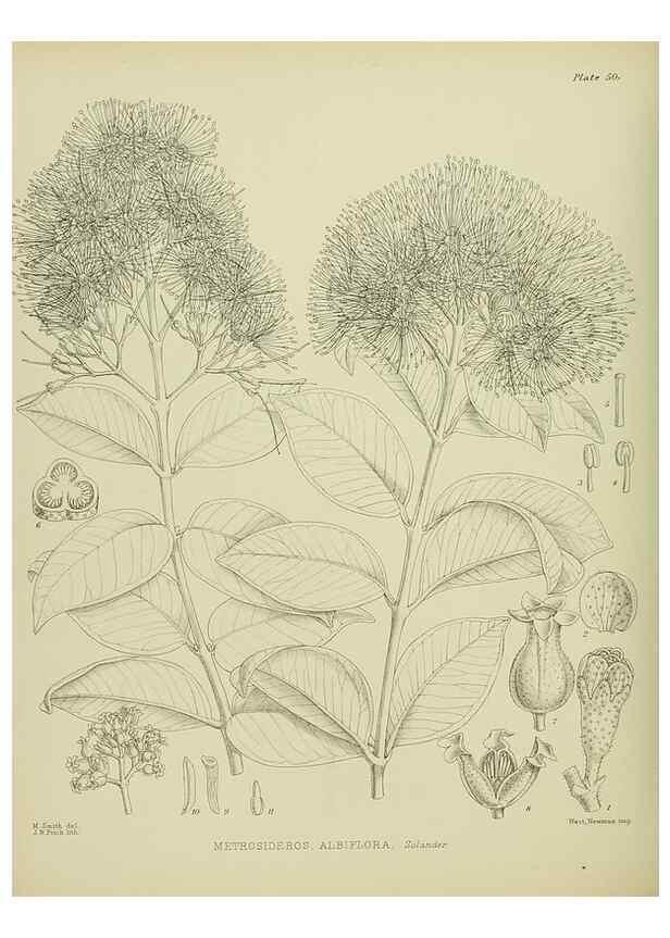 Reproducción/Reproduction 23864213381: Illustrations of the New Zealand flora /. Wellington :John Mackay, Govt. Printer,1914.