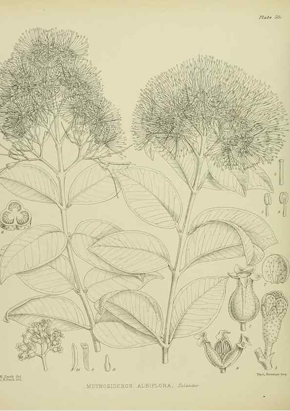 Reproducción/Reproduction 23864213381: Illustrations of the New Zealand flora /. Wellington :John Mackay, Govt. Printer,1914.