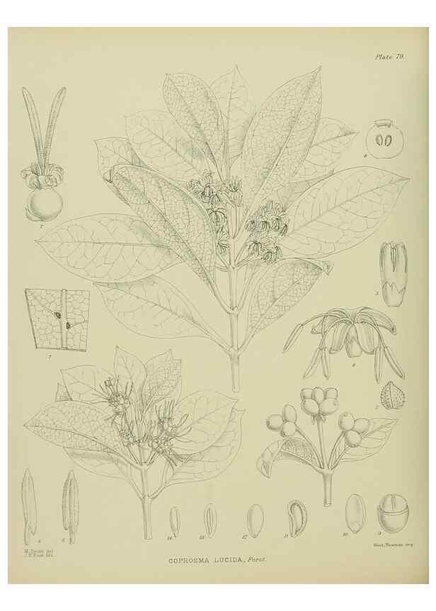 Reproducción/Reproduction 23320020033: Illustrations of the New Zealand flora /. Wellington :John Mackay, Govt. Printer,1914.