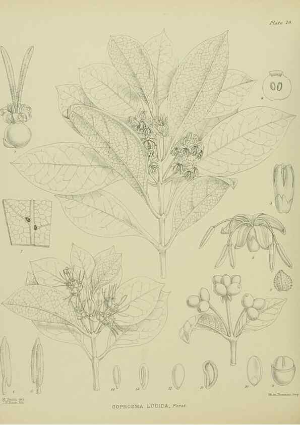 Reproducción/Reproduction 23320020033: Illustrations of the New Zealand flora /. Wellington :John Mackay, Govt. Printer,1914.