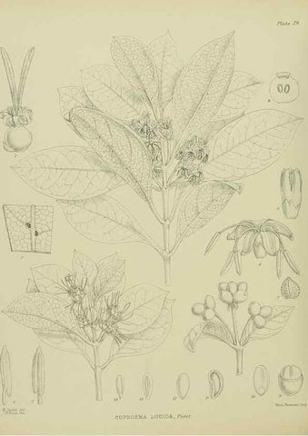Reproducción/Reproduction 23320020033: Illustrations of the New Zealand flora /. Wellington :John Mackay, Govt. Printer,1914.