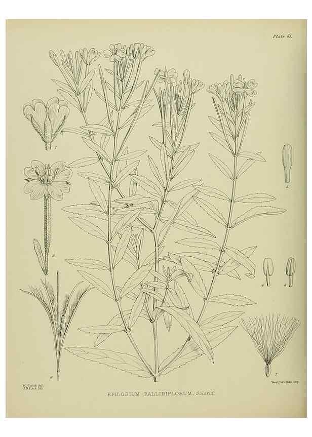 Reproducción/Reproduction 23920639516: Illustrations of the New Zealand flora /. Wellington :John Mackay, Govt. Printer,1914.