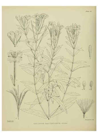 Reproducción/Reproduction 23920639516: Illustrations of the New Zealand flora /. Wellington :John Mackay, Govt. Printer,1914.