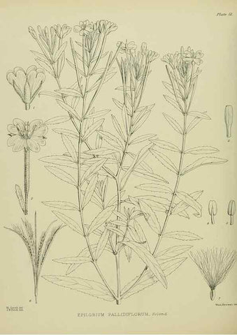 Reproducción/Reproduction 23920639516: Illustrations of the New Zealand flora /. Wellington :John Mackay, Govt. Printer,1914.