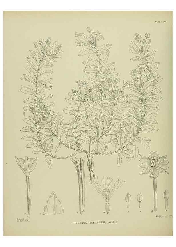 Reproducción/Reproduction 23838470052: Illustrations of the New Zealand flora /. Wellington :John Mackay, Govt. Printer,1914.