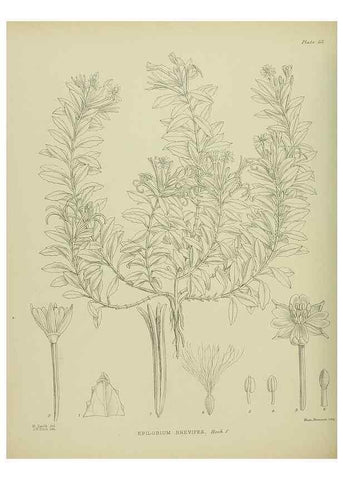 Reproducción/Reproduction 23838470052: Illustrations of the New Zealand flora /. Wellington :John Mackay, Govt. Printer,1914.