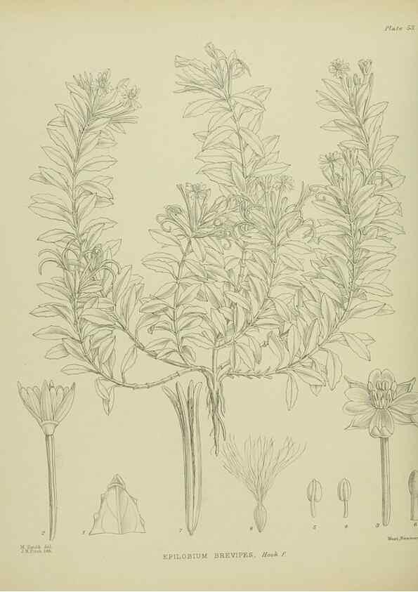 Reproducción/Reproduction 23838470052: Illustrations of the New Zealand flora /. Wellington :John Mackay, Govt. Printer,1914.