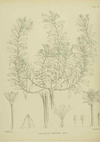 Reproducción/Reproduction 23838470052: Illustrations of the New Zealand flora /. Wellington :John Mackay, Govt. Printer,1914.