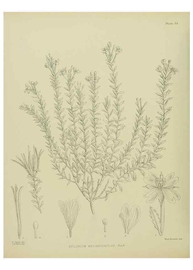 Reproducción/Reproduction 23651066650: Illustrations of the New Zealand flora /. Wellington :John Mackay, Govt. Printer,1914.