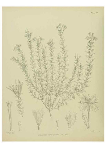 Reproducción/Reproduction 23651066650: Illustrations of the New Zealand flora /. Wellington :John Mackay, Govt. Printer,1914.