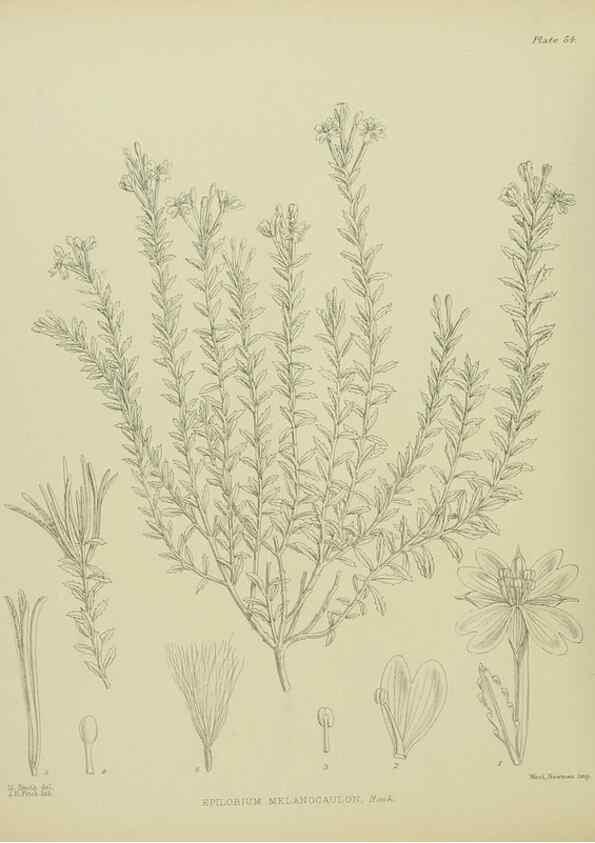 Reproducción/Reproduction 23651066650: Illustrations of the New Zealand flora /. Wellington :John Mackay, Govt. Printer,1914.