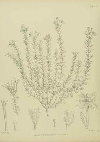 Reproducción/Reproduction 23651066650: Illustrations of the New Zealand flora /. Wellington :John Mackay, Govt. Printer,1914.