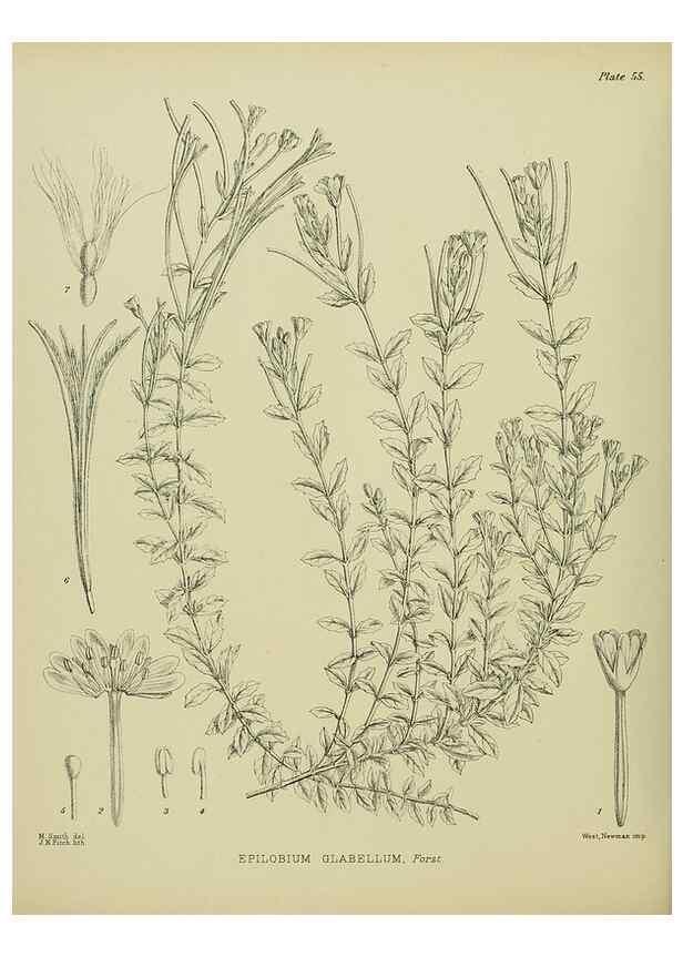 Reproducción/Reproduction 23651069310: Illustrations of the New Zealand flora /. Wellington :John Mackay, Govt. Printer,1914.