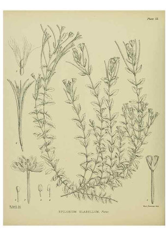 Reproducción/Reproduction 23651069310: Illustrations of the New Zealand flora /. Wellington :John Mackay, Govt. Printer,1914.