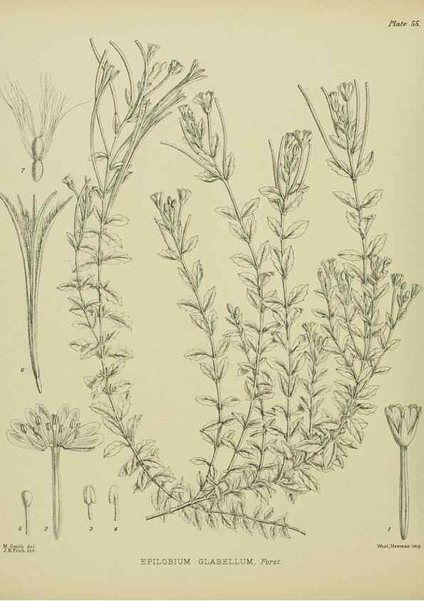 Reproducción/Reproduction 23651069310: Illustrations of the New Zealand flora /. Wellington :John Mackay, Govt. Printer,1914.
