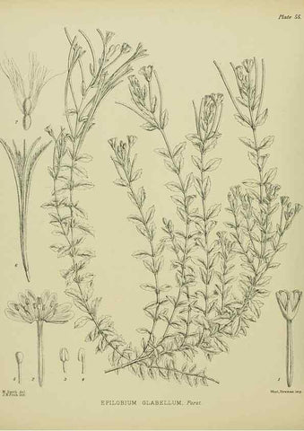 Reproducción/Reproduction 23651069310: Illustrations of the New Zealand flora /. Wellington :John Mackay, Govt. Printer,1914.