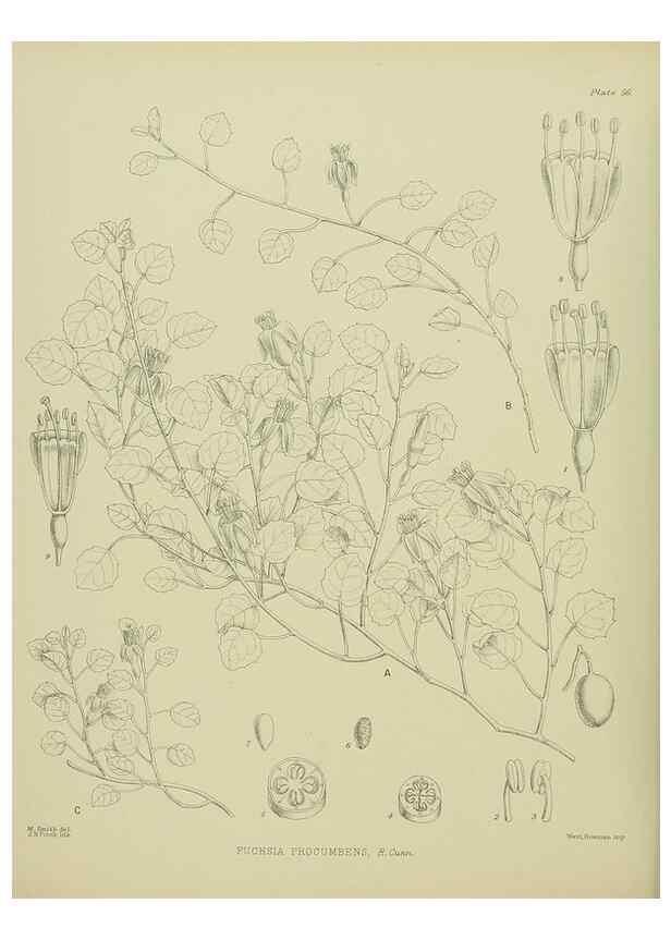 Reproducción/Reproduction 23838478892: Illustrations of the New Zealand flora /. Wellington :John Mackay, Govt. Printer,1914.