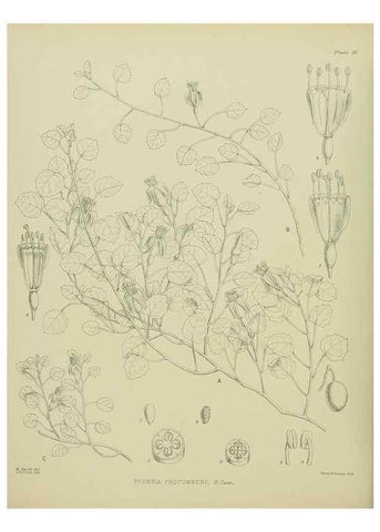 Reproducción/Reproduction 23838478892: Illustrations of the New Zealand flora /. Wellington :John Mackay, Govt. Printer,1914.