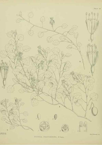 Reproducción/Reproduction 23838478892: Illustrations of the New Zealand flora /. Wellington :John Mackay, Govt. Printer,1914.