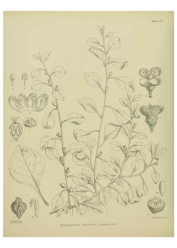 Reproducción/Reproduction 23318506654: Illustrations of the New Zealand flora /. Wellington :John Mackay, Govt. Printer,1914.