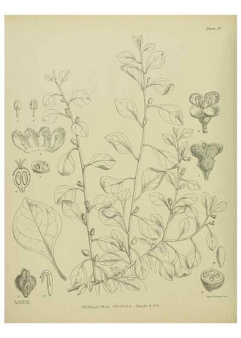 Reproducción/Reproduction 23318506654: Illustrations of the New Zealand flora /. Wellington :John Mackay, Govt. Printer,1914.