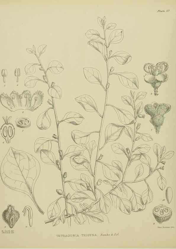 Reproducción/Reproduction 23318506654: Illustrations of the New Zealand flora /. Wellington :John Mackay, Govt. Printer,1914.