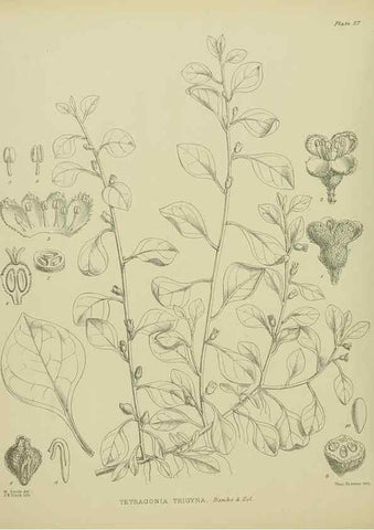 Reproducción/Reproduction 23318506654: Illustrations of the New Zealand flora /. Wellington :John Mackay, Govt. Printer,1914.