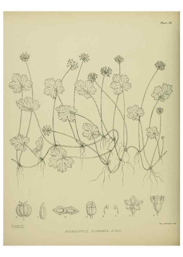 Reproducción/Reproduction 23651076940: Illustrations of the New Zealand flora /. Wellington :John Mackay, Govt. Printer,1914.